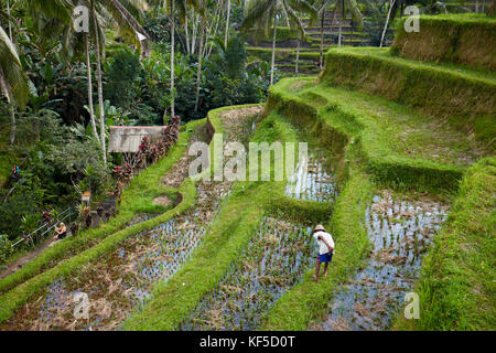 Local farmer tending rice paddy. Tegalalang Rice Terrace, Tegalalang village, Bali, Indonesia. Stock Photo