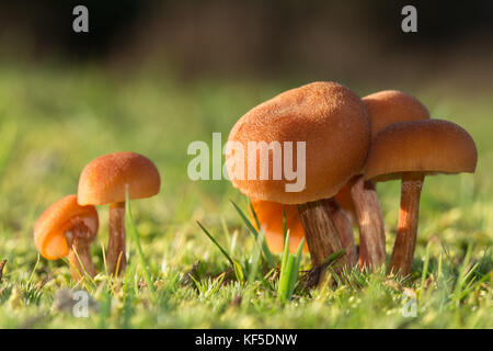 Common deceiver toadstools (Laccaria laccata) among grass on heathland in Surrey, UK, during autumn Stock Photo