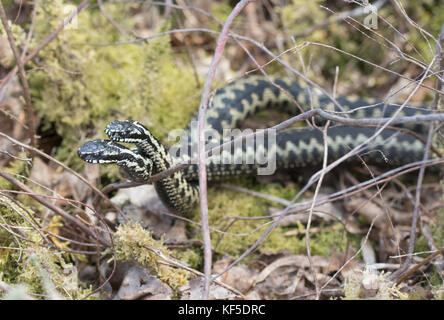Two male adders (Vipera berus) fighting (dancing) for mating rights during the breeding season Stock Photo