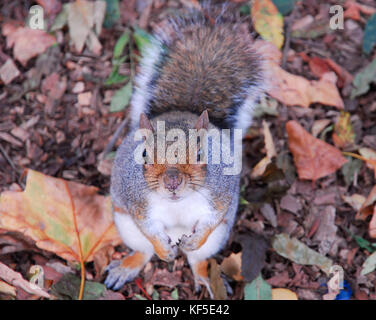 Grey Squirrel Stock Photo