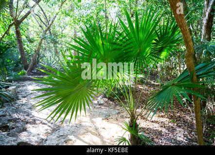 Riviera maya rainforest jungle in Mexico Stock Photo