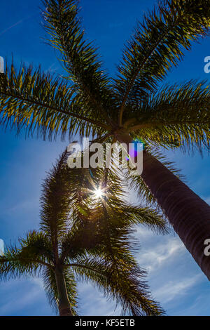 Looking up into palm trees with sun shining though trees Stock Photo