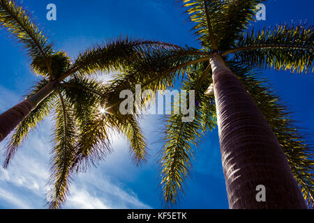 Looking up into palm trees with sun shining though trees Stock Photo