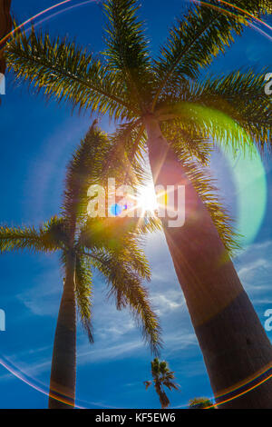 Looking up into palm trees with sun shining though trees Stock Photo