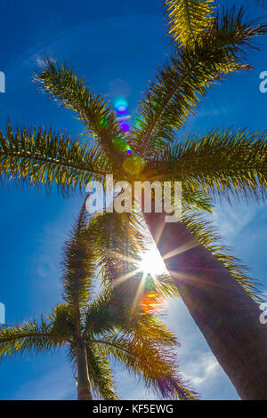 Looking up into palm trees with sun shining though trees Stock Photo