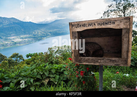 Luwak Civet is resting in the box. Bali, Indonesia Stock Photo