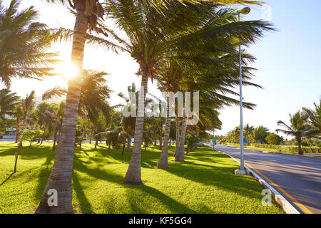 Cancun Mexico Kukulcan boulevard palm trees at Hotel Zone in Mexico Stock Photo