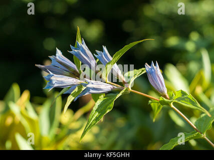 inflorescence of star gentian (also known as cross gentian) closeup on blurred background Stock Photo