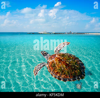 Turtles photomount in Caribbean Isla Mujeres of Mexico Stock Photo