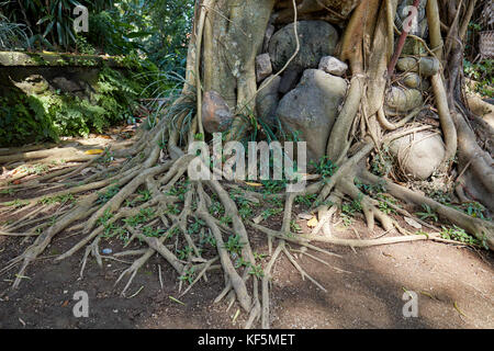 Roots of a Bodhi tree (Ficus religiosa). Ubud, Bali, Indonesia. Stock Photo