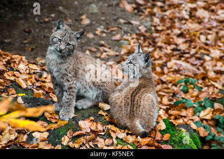 Two 2 month old Eurasian lynx (Lynx lynx) kittens sitting near den in autumn forest Stock Photo