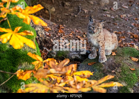 Cute two month old Eurasian lynx (Lynx lynx) kitten in autumn forest sitting near den Stock Photo