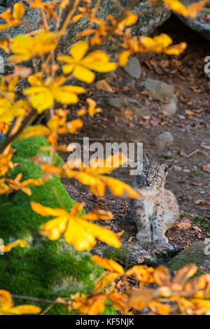 Cute two month old Eurasian lynx (Lynx lynx) kitten in autumn forest sitting near den Stock Photo