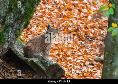 Cute two month old Eurasian lynx (Lynx lynx) kitten in autumn forest sitting on rock near den Stock Photo