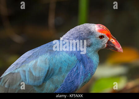 Western swamphen / sultana bird (Porphyrio porphyrio) close up portrait Stock Photo