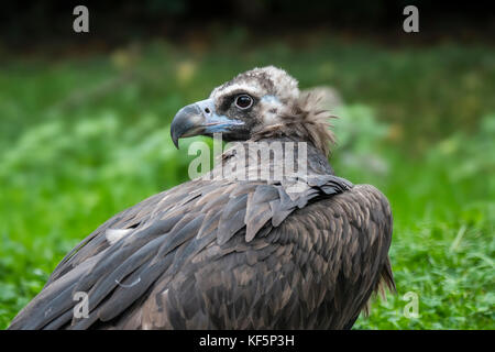 Cinereous vulture / monk vulture / Eurasian black vulture (Aegypius monachus) close up portrait Stock Photo