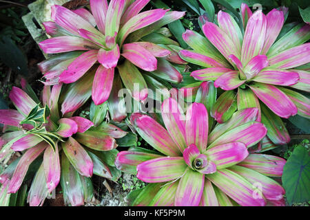 Hunte's Gardens Barbados Stock Photo