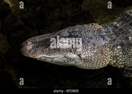 American alligator / gator / common alligator (Alligator mississippiensis) close up of head Stock Photo