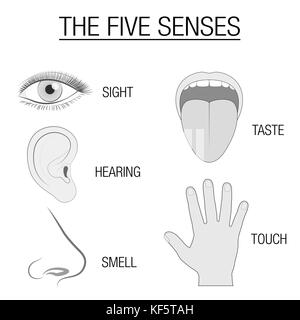 Eye, ear, tongue, nose and hand - five senses chart with sensory organs and appropriate designation sight, hearing, taste, smell and touch. Stock Photo