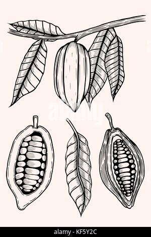 engraved illustration of leaves and fruits of cocoa beans Stock Vector
