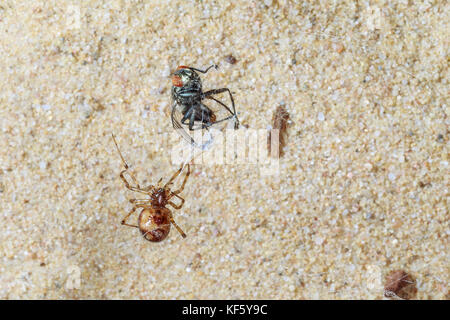 Spider catching fly Stock Photo