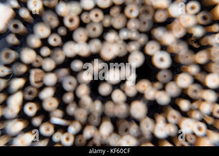 abstract blur brown background for wallpaper / backdrop. Stock Photo