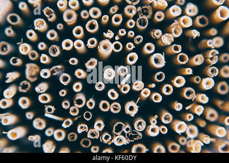 close up of reed screen Stock Photo