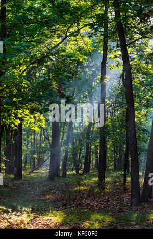 Misty daybreak path in autumn Carpathian mountain, Ukraine Stock Photo ...