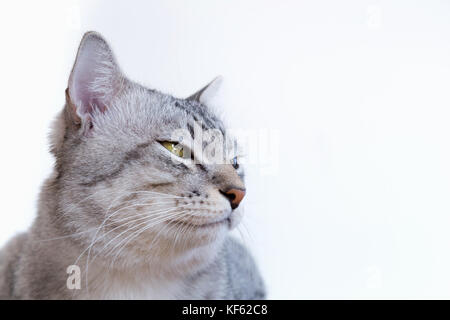 American Shorthair Cat with yellow eyes sitting and looking something on the isolated white background. cat portrait (American shorthair cat). Stock Photo