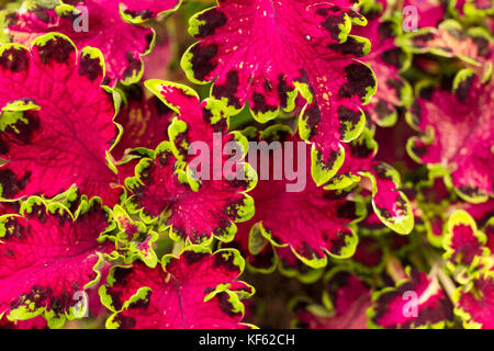 beautiful pink and green leaves of coleus plant tree in the garden. colour leaves background and texture. selective focus. Stock Photo