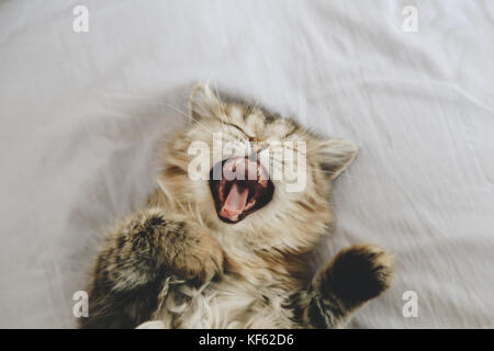 sleepy persian kitty cat yawning and laying on white blanket, love to animals. selective focus and film style. Stock Photo