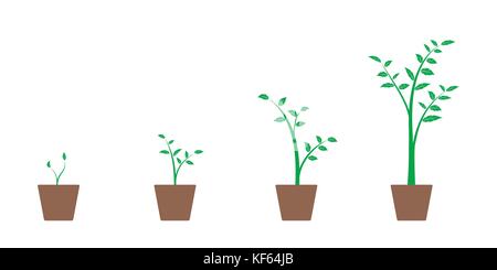 Realistic set of vector illustrations of growth phases of green plant and tree in pot, isolated on white background Stock Vector