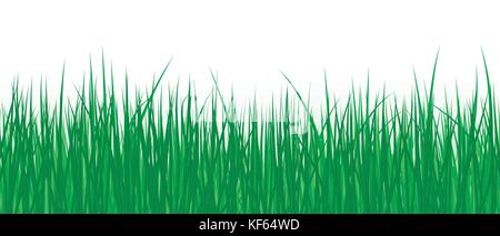 Vector realistic detailed illustration grass seamless pattern isolated on white background Stock Vector