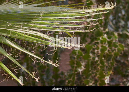 desert garden with focus on foreground, succulent leaf detail with late afternoon light. Stock Photo