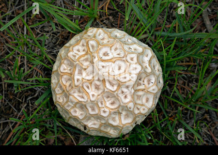 WY02478-00...WYOMING - An unusual mushroom found in a meadow near Taggart Lake in Grand Teton National Park. Stock Photo