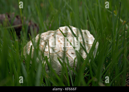 WY02479-00...WYOMING - An unusual mushroom found in a meadow near Taggart Lake in Grand Teton National Park. Stock Photo