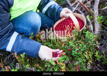 Caucasian woman collects red bilberry in the forest, close-up view of a hand and a basket full of berries Stock Photo