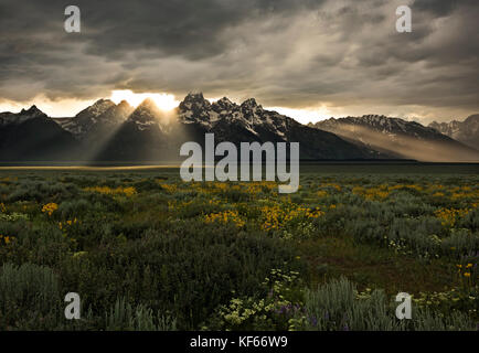 WY02494-00...WYOMING - An amazing sunset with the sun streaking through the clouds on the flowers blooming in the vast meadows along the Antelope Flat Stock Photo