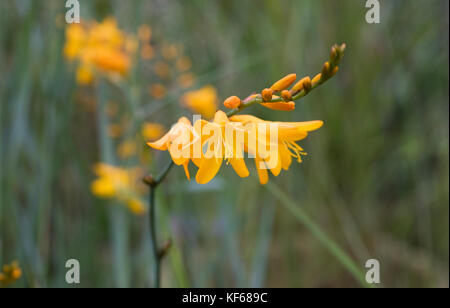 Crocosmia 'Gerbe D'Or flowers. Stock Photo