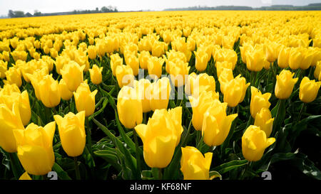 Flower Fields nearby Lisse & Amsterdam, The Netherlands Stock Photo