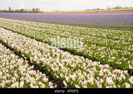Flower Fields nearby Lisse & Amsterdam, The Netherlands Stock Photo