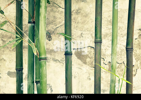 Bamboo branches against old weathered wall, selective focus, color toning applied. Stock Photo
