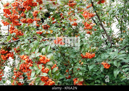 Bunches of ripe red berries of mountain ash on branches with green leaves in autumn. Stock Photo