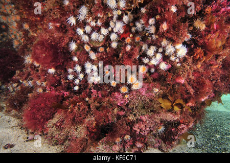 Garden of white-striped anemone Anthothoe albocincta on vertical rock face covered with pink algae. Stock Photo