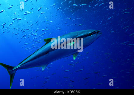 A yellow fin tuna swims among a school of sardines in the clear blue waters of Mexico Stock Photo