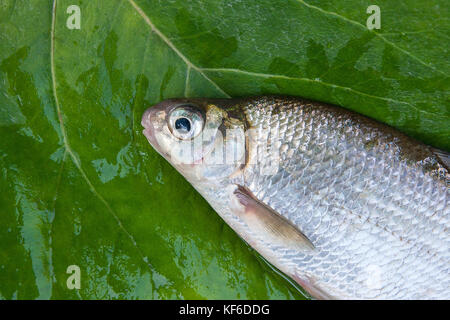 Close up view of freshwater silver bream or white brem fish on black fishing  net. Freshwater silver bream fish just taken from the water and fishing  Stock Photo - Alamy