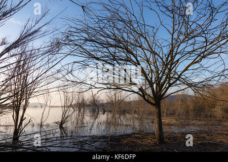 View of a lake at golden hour, with a tree and intricate branches almost filling the whole frame Stock Photo