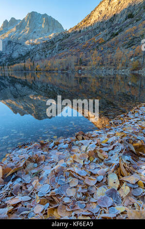 Frosted aspen leaves pile up along the shore of Silver Lake, as the sun rising over the Carson Peak on a late autumn morning at June Lake, California. Stock Photo