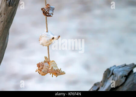 Seashells hanging on rope interior decoration Stock Photo