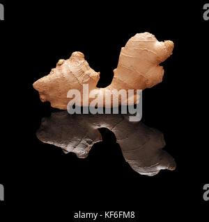 One fresh not peeled ginger root isolated on black glossy background with real reflection.. Side view. Stock Photo
